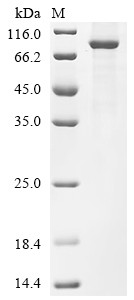 Kelch repeat and BTB domain-containing protein 7 (KBTBD7), human, recombinant