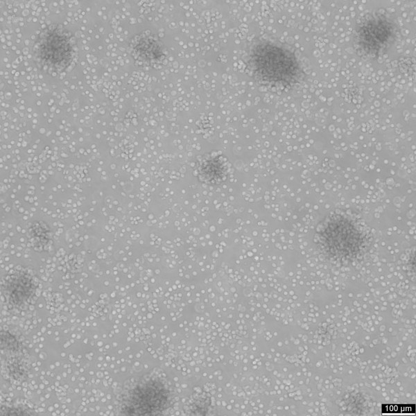 HMy2.CIR Cells