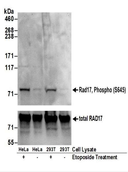 Anti-phospho-Rad17 (Ser645)