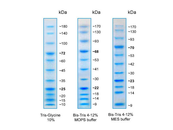 Sapphire Prestained Protein Standard 10-180kDa