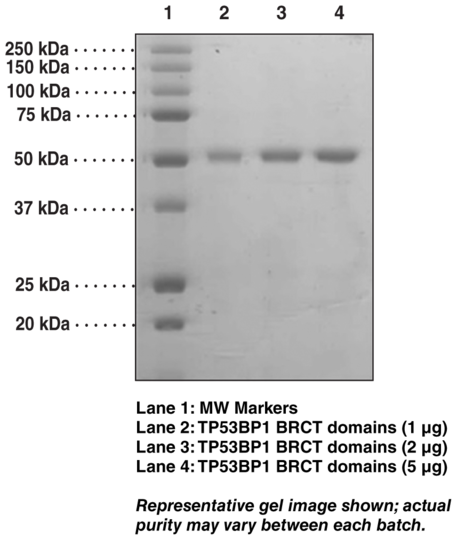 TP53BP1 BRCT domains (human, recombinant)