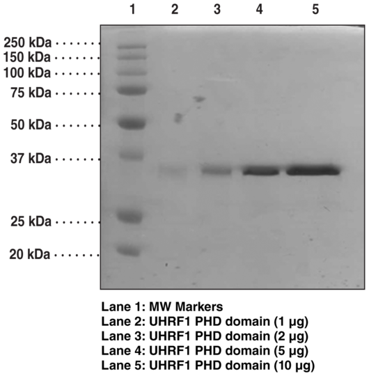 UHRF1 PHD domain (human recombinant)