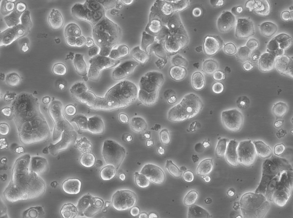 CX-1 Cells