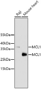 Anti-MCL1