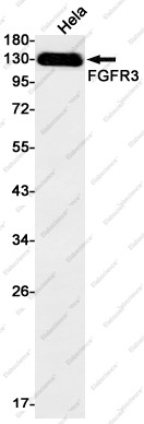 Anti-Recombinant FGFR3, clone C312791