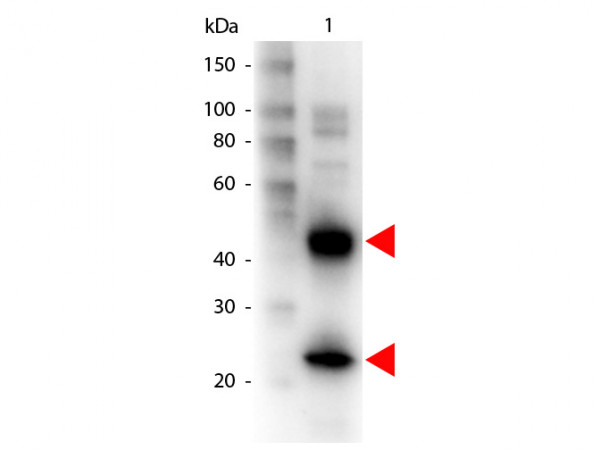 Anti-Armenian Hamster IgG (H&amp;L) [Goat] Biotin conjugated
