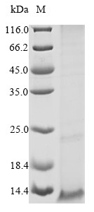Reactive oxygen species modulator 1 (Romo1), mouse, recombinant
