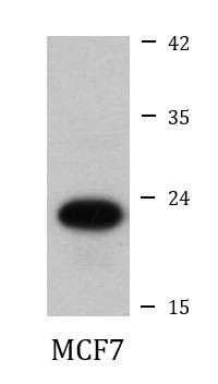 Anti-ATP5O