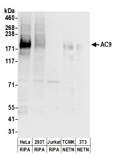 Anti-AC9