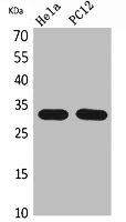 Anti-CD300LF