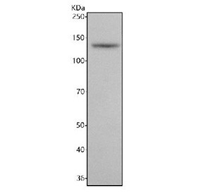 Anti-NRCAM / Neuronal cell adhesion molecule, clone ACOH-14