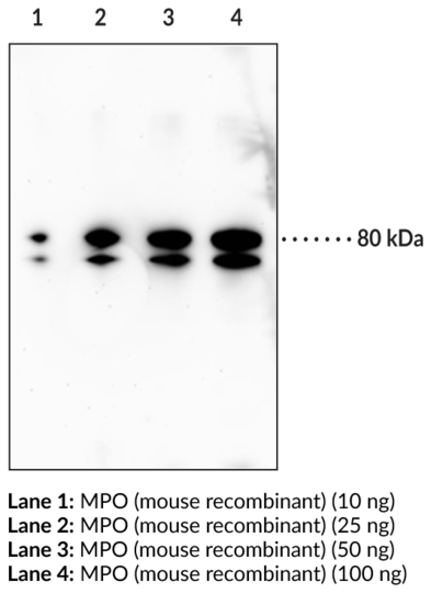 Anti-Myeloperoxidase (mouse)