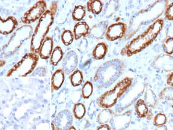 Anti-SLAMF7 / Signaling lymphocytic activation molecule family member 7, clone SLAMF7/13123