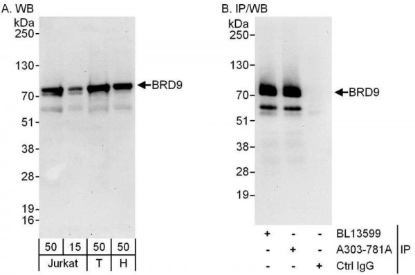 Anti-BRD9