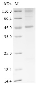 Gap junction alpha-1 protein (GJA1), bovine, recombinant
