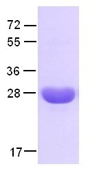Rab4A Q67L mutant (Member RAS oncogene family, RAB4, HRES-1/RAB4), human, recombinant full length, H