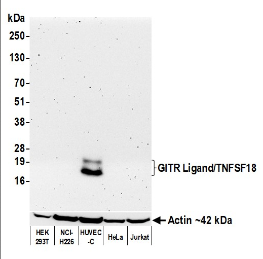 Anti-GITR Ligand/TNFSF18 Recombinant Monoclonal