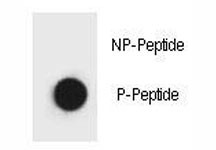 Anti-phospho-Belcin-1 (Thr119)
