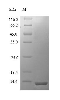 C-C motif chemokine 12 (Ccl12), mouse, recombinant