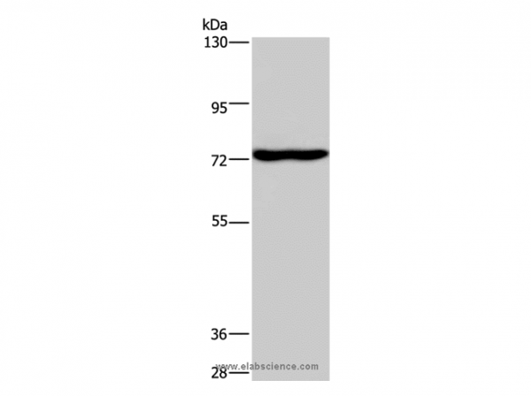 Anti-KCND1