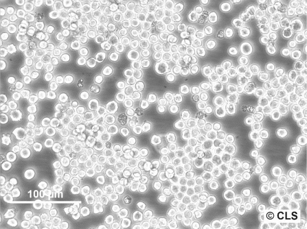 P3X63Ag8.653 Cells