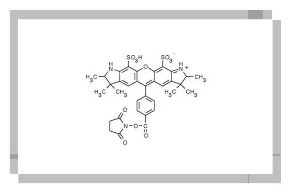UGA 532 NHS ester [equivalent to Alexa Fluor 532 NHS ester]