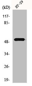Anti-HNF4A