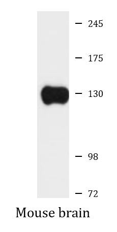 Anti-CNTN1 / Contactin 1