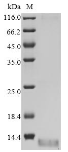Non-structural protein 4 (4), human coronavirus HKU1, recombinant