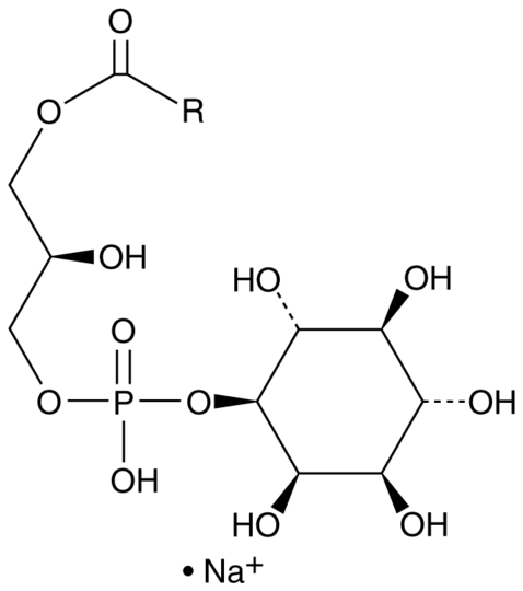 Lysophosphatidylinositol (porcine liver) (sodium salt)