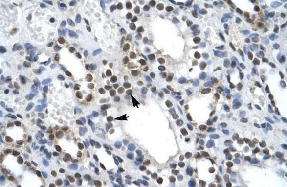 Anti-ILF2 / NF45