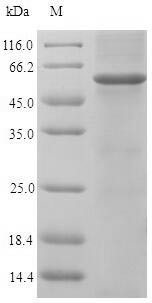 Homeobox protein engrailed-1 (EN1), chicken, recombinant