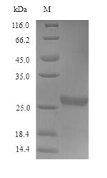 Acetylcholine receptor subunit gamma (CHRNG), partial, human, recombinant