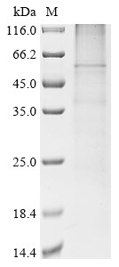 Melanopsin (Opn4), rat, recombinant