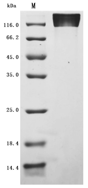 CD44 antigen (CD44), partial (Active), Macaca fascicularis, recombinant