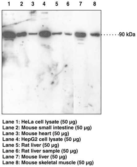 Anti-Nrf2 (C-Term)