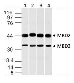 Anti-MBD2/MBD3 (Clone: ABM14A8)