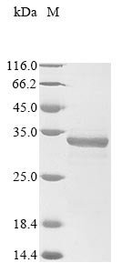 SLAM family member 7 (SLAMF7), partial, human, recombinant