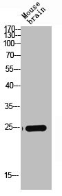 Anti-CLDN4