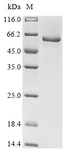 At1g09870/F21M12_26 (At1g09870), Arabidopsis thaliana, recombinant