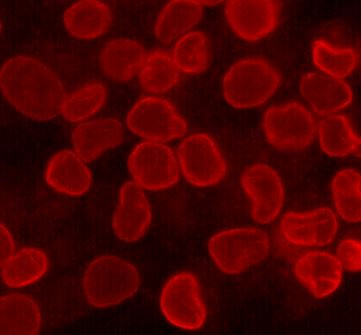 Anti-Lamin B1, clone 5G8-D3-H7