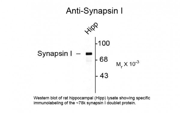 Anti-Synapsin I