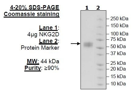 NKG2D, Avi-Tag, Fc fusion, Biotin-labeled
