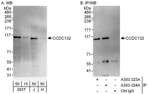 Anti-CCDC132