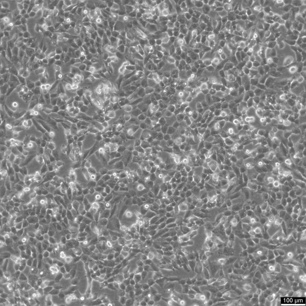 T24 Cells