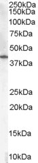 Anti-HSD3B1, C-terminal