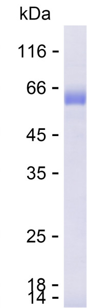 Recombinant Human ST8SIA4 Protein
