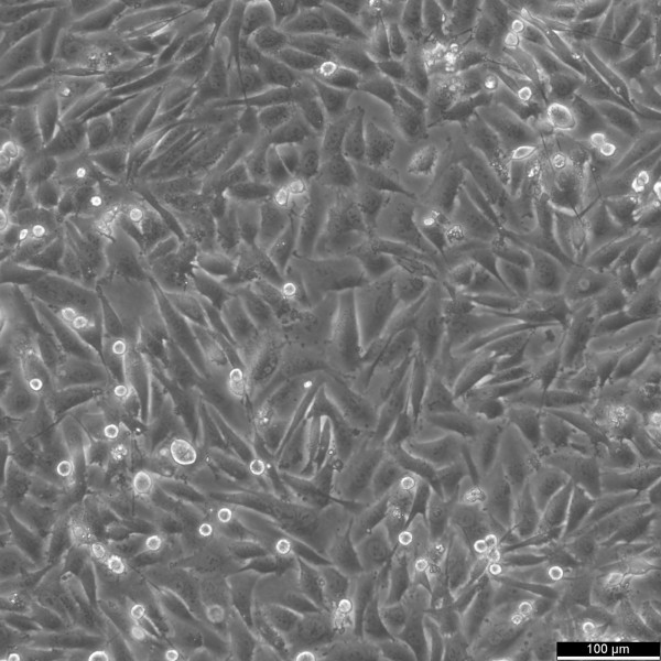 NCI-H647 Cells