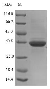 Ganglioside GM2 activator (GM2A), human, recombinant