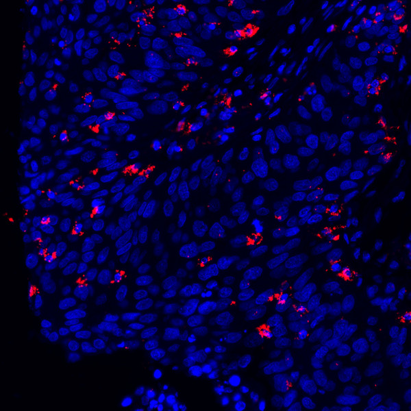 Naveni PD1/PD-L1 Atto647N